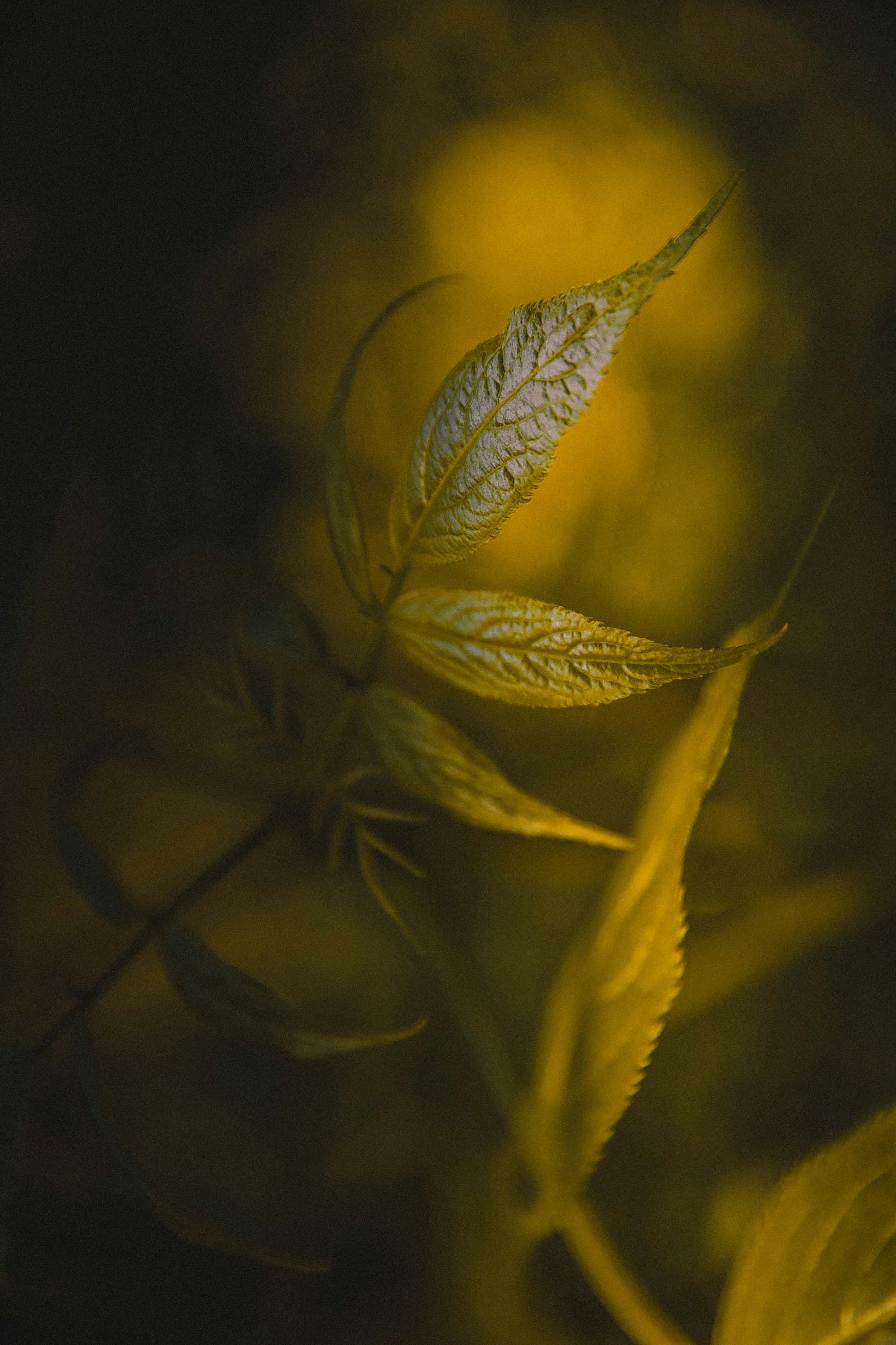 Single golden leaf with warm bokeh