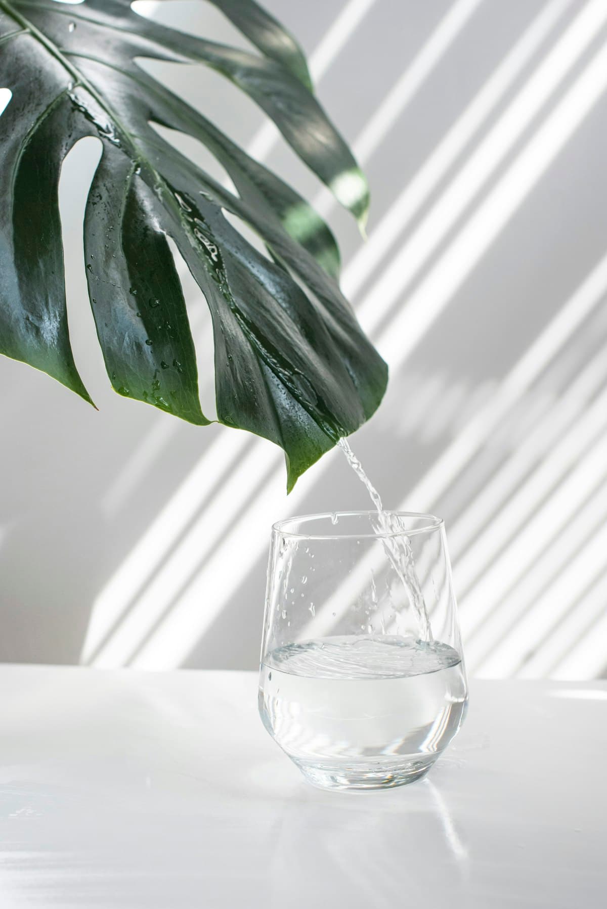 Glass of water with botanical leaf